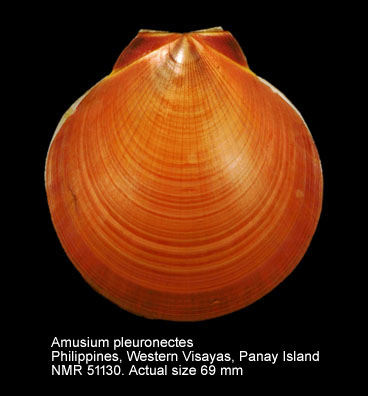Amusium pleuronectes (9).jpg - Amusium pleuronectes (Linnaeus,1758)